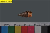 藏品(寄居蟹)的圖片